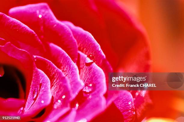 Gouttes de rosee sur des petales de rose, Kelaat-M'Gouna, Maroc.