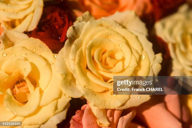 Detail d'un bouquet de roses jaunes lors de la fete des roses de Kelaat-M'Gouna, Maroc.