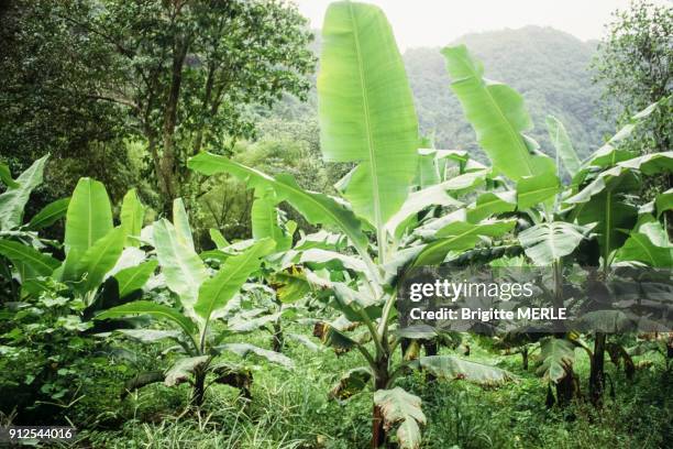 Plantation de bananiers en Guadeloupe.