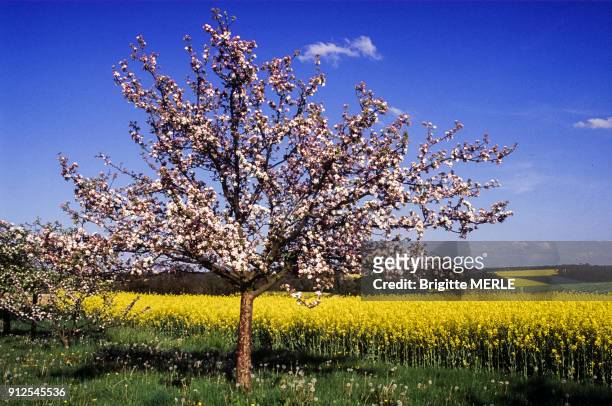 Pommier dans un champ de colza, dans le pays d'Othe, France.