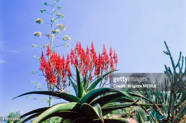 Fleurs d'Aloes arborescent , sur l'ile de la Reunion.