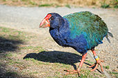 A Takahe bird, the endangered specie in New Zealand.