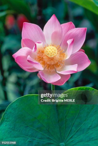 86 Lotus Fleur Stock Photos, High-Res Pictures, and Images - Getty Images