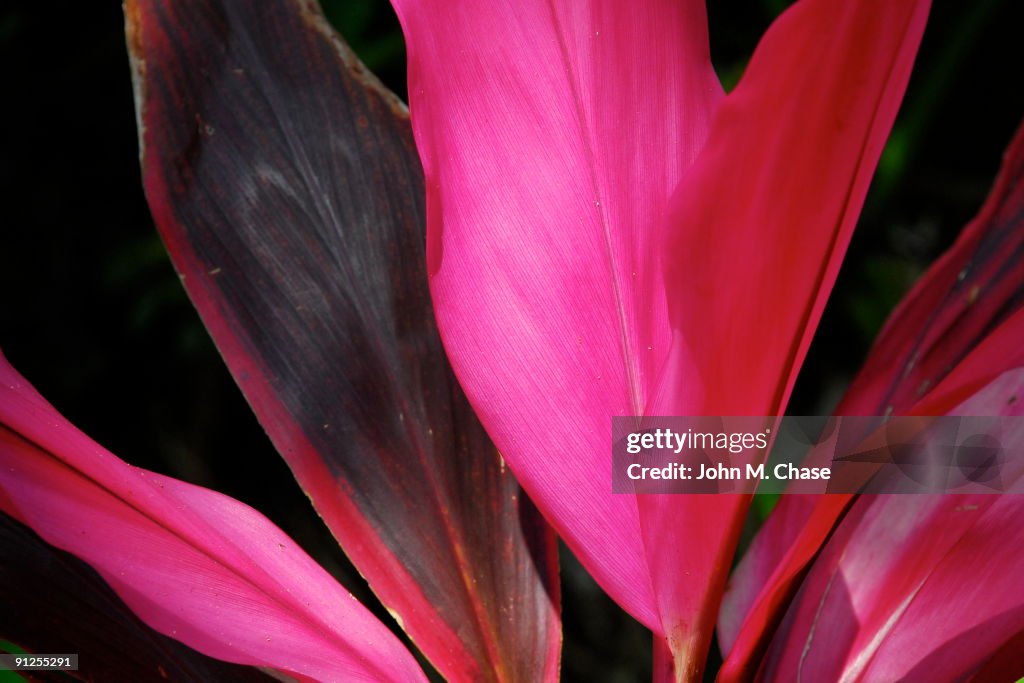 Fuscia Blätter