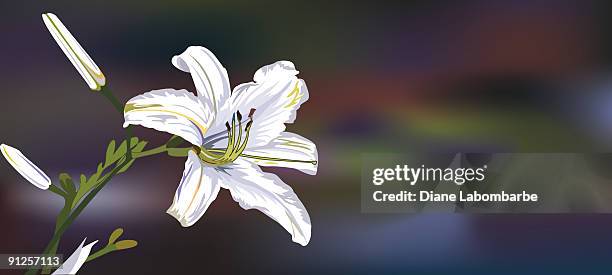 ilustrações, clipart, desenhos animados e ícones de lírio brancos - asiatic lily