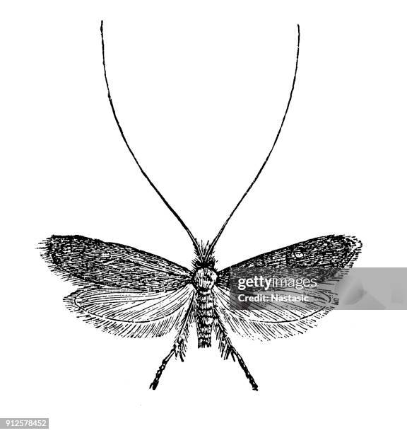 nemophora metallica moth - geometridae stock illustrations