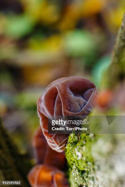 close up of auricularia auricula-judae mushroom on tree trunk - wood ear stock pictures, royalty-free photos & images