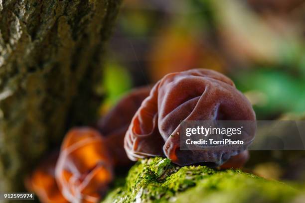 close up of auricularia auricula-judae mushroom on tree trunk - wood ear stock pictures, royalty-free photos & images