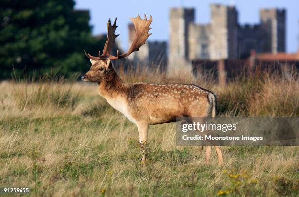 fallow deer in knole park, england - majestic deer stock pictures, royalty-free photos & images