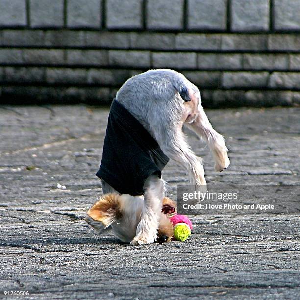 dog playing with toy - hund nicht mensch stock-fotos und bilder