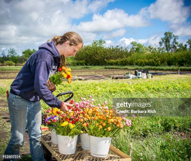 woman with buckets of fresh cut ranunculus flowers for market at organic flower farm - bukken stockfoto's en -beelden