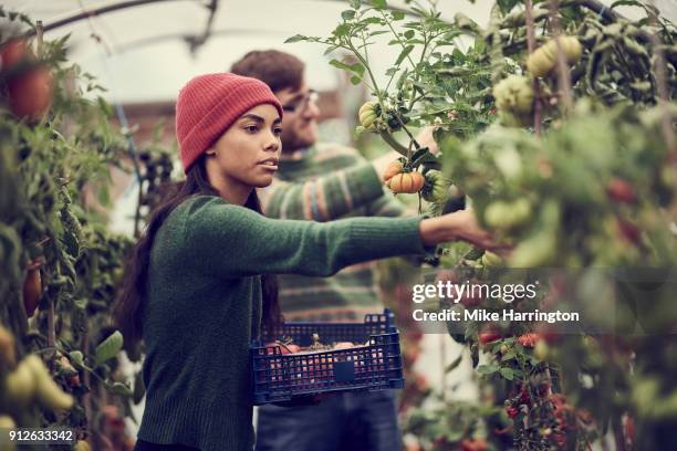 young black female picking vegetables in community allotment - side view vegetable garden stock pictures, royalty-free photos & images
