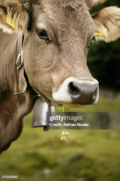 portrait of a young cow - schwyz fotografías e imágenes de stock