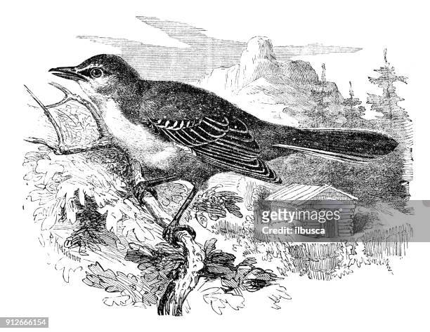 ilustraciones, imágenes clip art, dibujos animados e iconos de stock de antigua ilustración de animales: cenzontle norteño (mimus polyglottos) - mockingbird