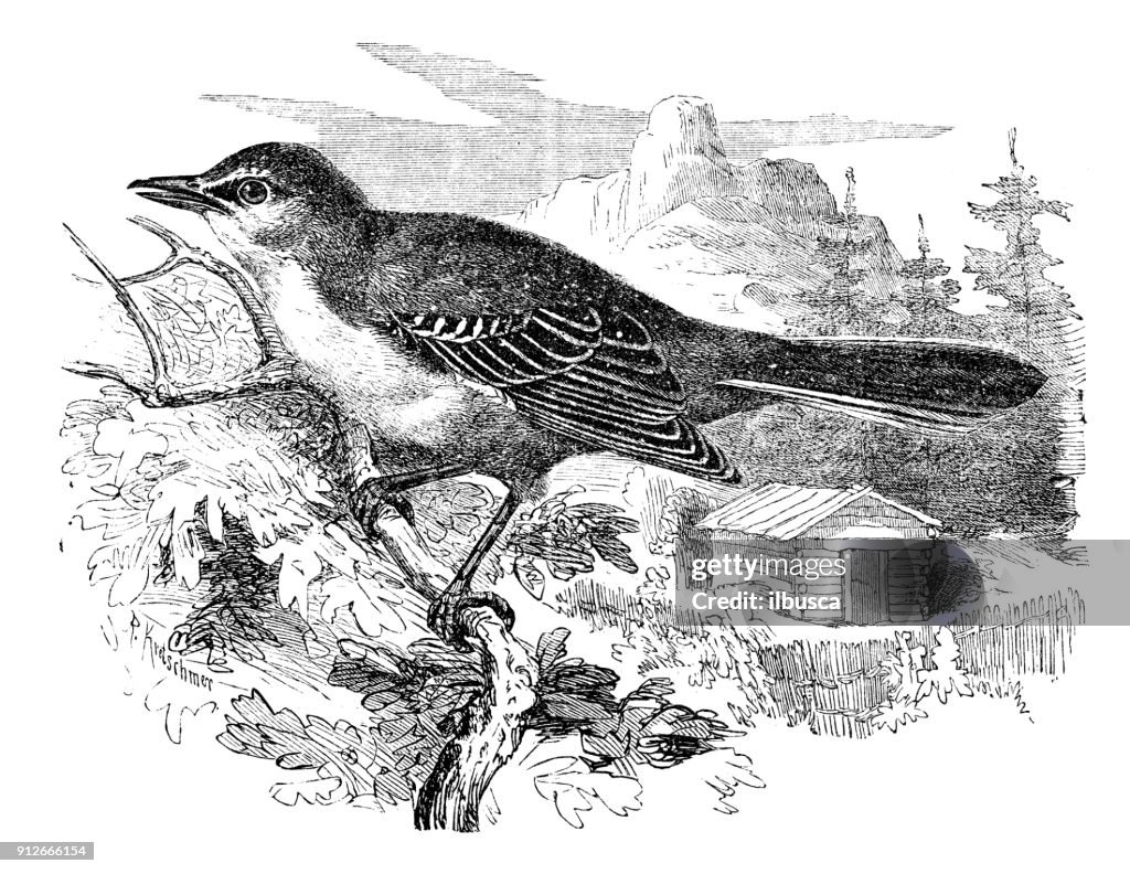 Antique illustration of animals: northern mockingbird (Mimus polyglottos)