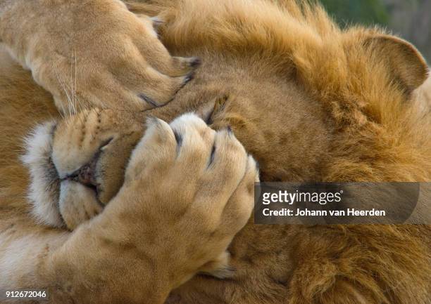2,269 Funny Lion Photos and Premium High Res Pictures - Getty Images