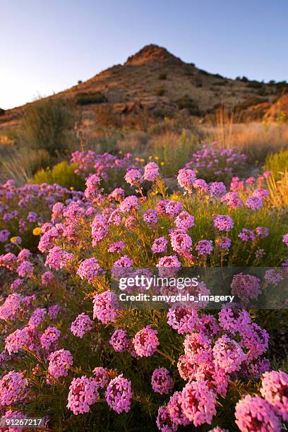 landscape sunset wildflower mountain desert - sandia mountains stockfoto's en -beelden