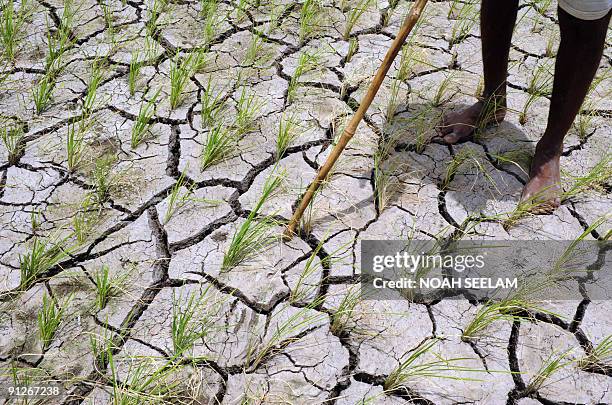 In this picture taken on August 1 Indian farmer Janigala Jangaiah stands in his parched three acre paddy field in Ranga Reddy District some 50kms...