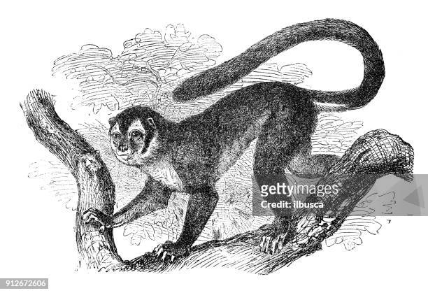 antique illustration of animals: three-striped night monkey (aotus trivirgatus) - cebidae stock illustrations
