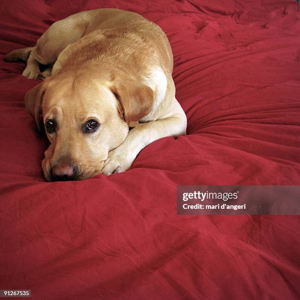 yellow labrador on the bed - yellow lab stock pictures, royalty-free photos & images