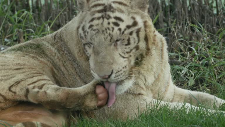 480 Funny Tiger Videos and HD Footage - Getty Images 480 Funny Tiger Videos and HD Footage - Getty Images