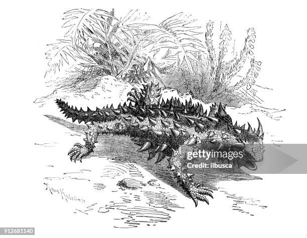 ilustrações de stock, clip art, desenhos animados e ícones de antique illustration of animals: thorny devil, thorny dragon (moloch horridus) - diabo espinhoso