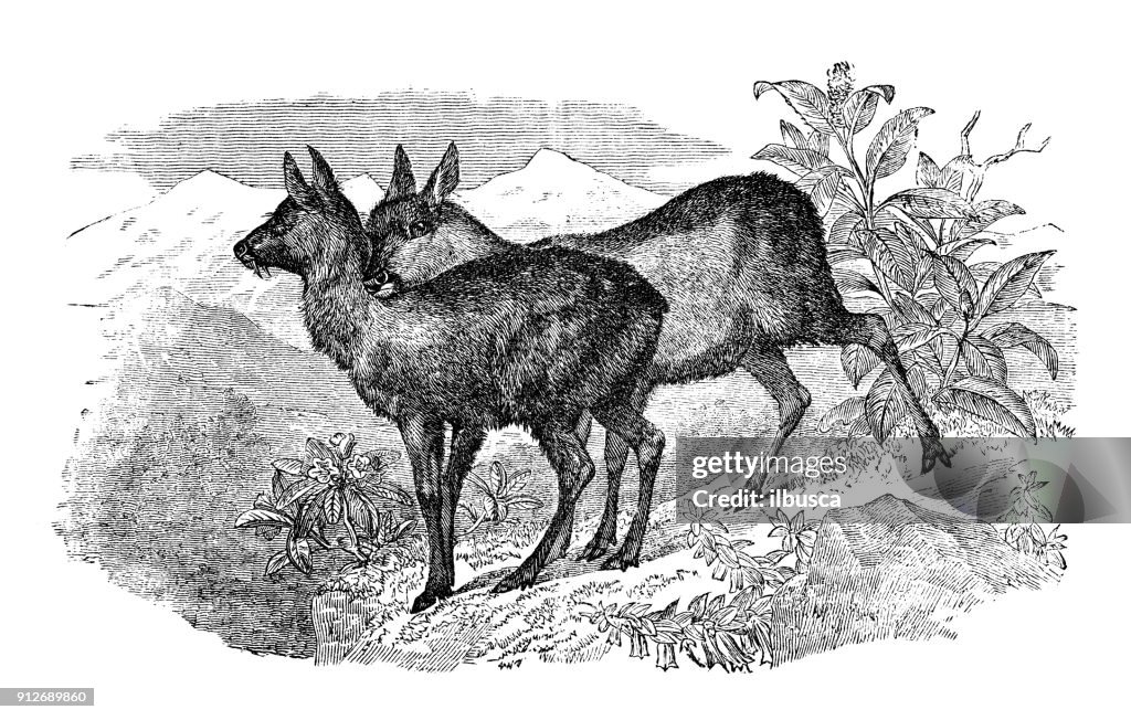 Antique illustration of animals: Siberian musk deer (Moschus moschiferus)