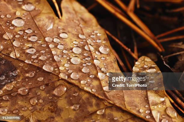 close-up oak leaf with raindrops - autumn kyiv stock pictures, royalty-free photos & images