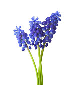 Three flowers of Grape Hyacinth isolated on white background.