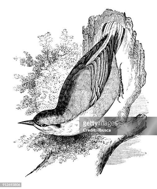 antique illustration of animals: eurasian nuthatch, wood nuthatch (sitta europaea) - nuthatch stock illustrations