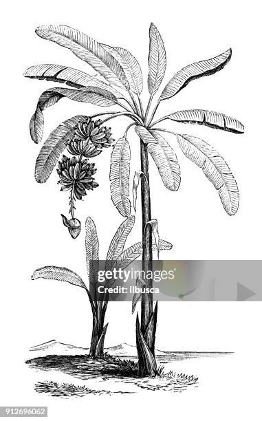 antique illustration of plants: banana tree - banana tree leaf stock illustrations