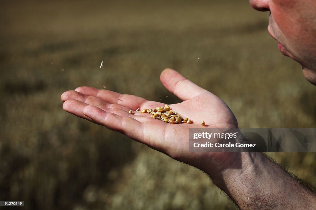 Chaff Def Farmer Blowing Chaff From Wheat Harvest Grains High-Res Stock Photo ...