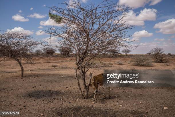 Lone calf stands tied to a tree outside the village of Beer, Somalia. Drought conditions have led to a scarcity of clean water in the region.