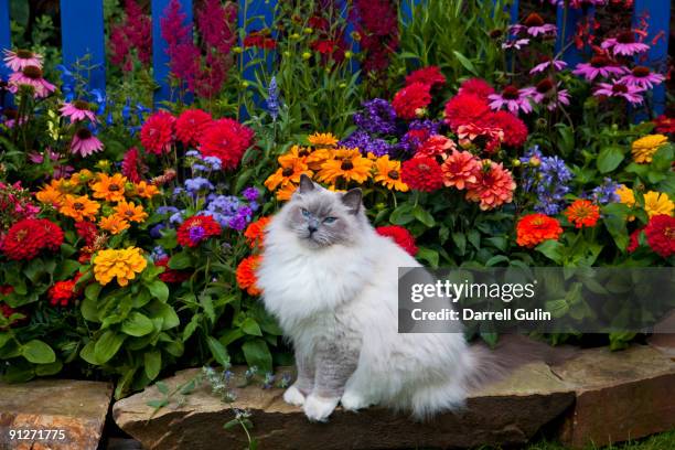 blue picket fence our rag doll cat blue - purebred cat stock pictures, royalty-free photos & images