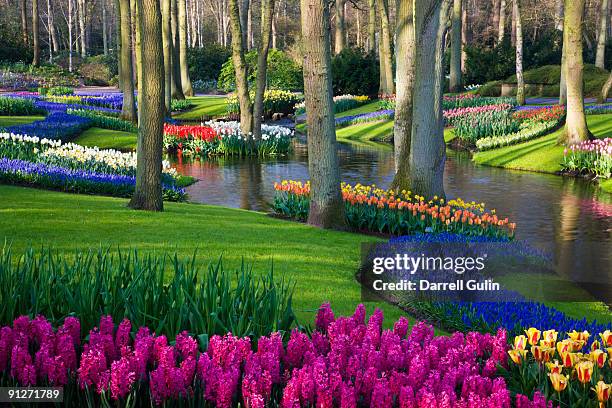 pond and spring flowering blubs keukenhof gardens - lisse bildbanksfoton och bilder