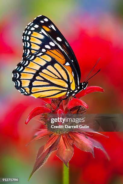 wings closed viceroy on bee balm red flower - bergamot stock pictures, royalty-free photos & images