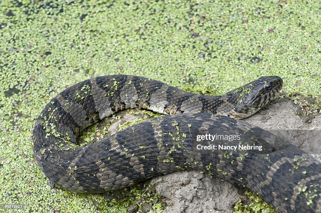 Northern water snake