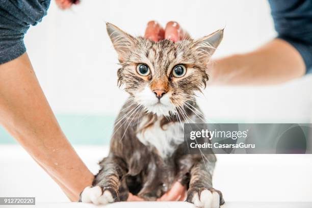 erwachsene frau, die sibirische katze in der badewanne zu waschen - cat hand stock-fotos und bilder