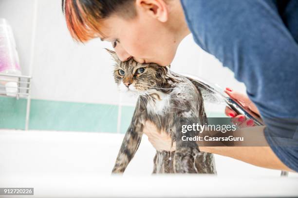 adult woman washing siberian cat in bathtub - angry wet cat stock pictures, royalty-free photos & images