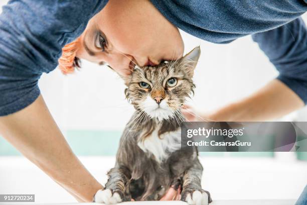 adult woman washing and kissing a siberian cat - angry wet cat stock pictures, royalty-free photos & images