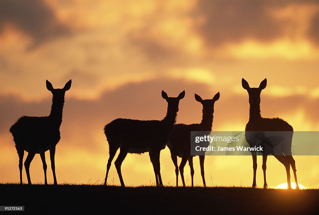 Red deer hinds at sunrise