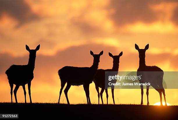 red deer hinds at sunrise - deer silhouette stock pictures, royalty-free photos & images