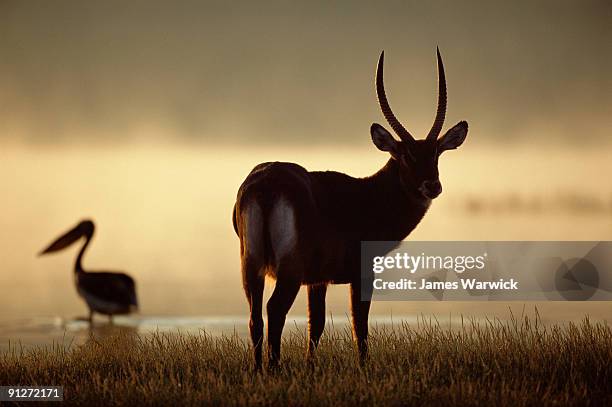 defassa waterbuck and great white pelican - defassa waterbuck stock pictures, royalty-free photos & images