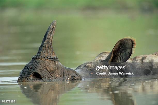 indian rhinoceros wallowing - kaziranga national park foto e immagini stock