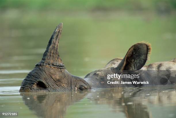 indian rhinoceros wallowing - kaziranga national park stock pictures, royalty-free photos & images