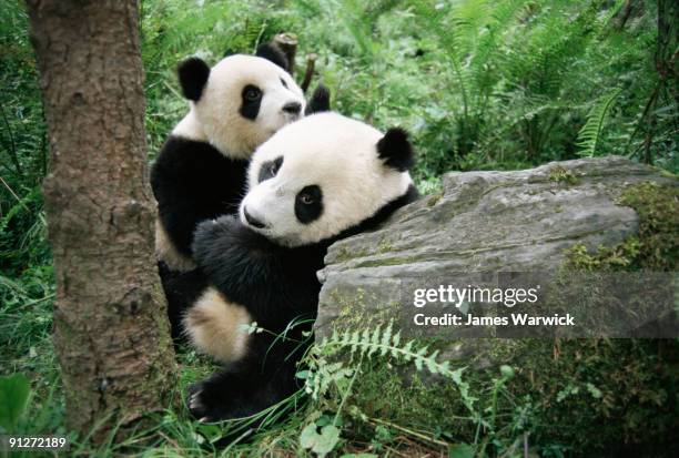 giant panda cubs (captive) - wolong nature reserve stock pictures, royalty-free photos & images