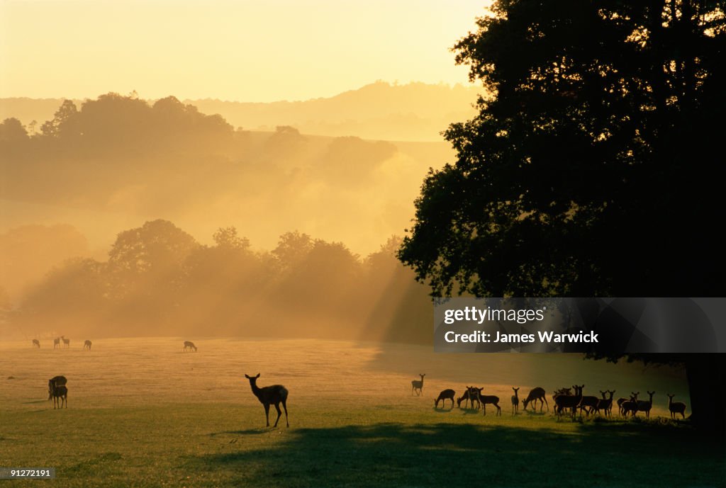 Red and sika deer at dawn