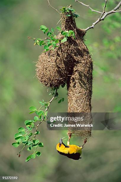black-necked weaver building nest - weaverbird stock pictures, royalty-free photos & images