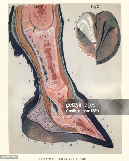 ilustraciones, imágenes clip art, dibujos animados e iconos de stock de diagrama de la pierna y el pie de un caballo - caballo familia del caballo