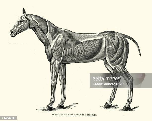 ilustrações de stock, clip art, desenhos animados e ícones de skeleton of a horse, showing muscles - animal body part